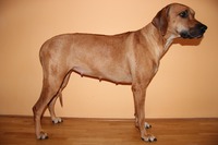 6. týden
